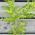 Karagana sibírska (Caragana arborescens) - výška 40-60 cm, kont. C3L